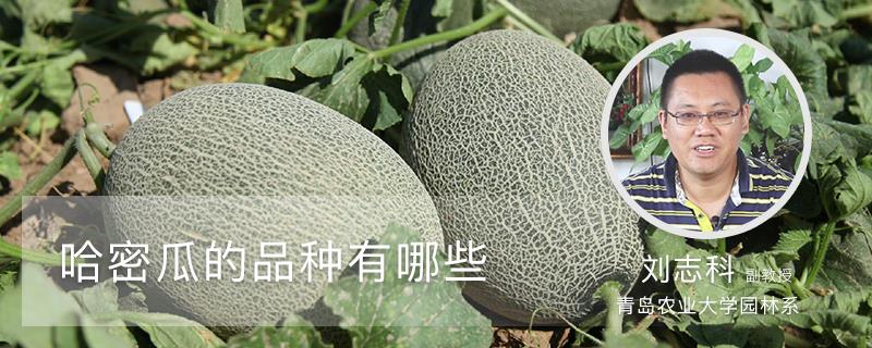 What are the varieties of cantaloupe