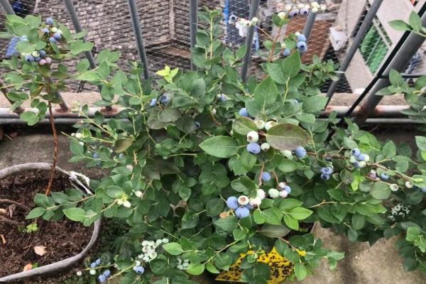 Plant it on the balcony, you can get 200 of them at one time, which won't even fit in the bowl, so you save money!