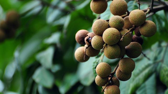 What is the difference between longan and longan