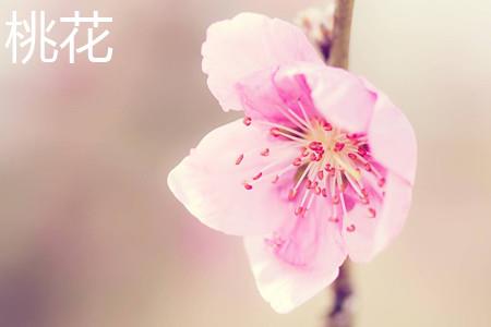 peach blossom.jpg