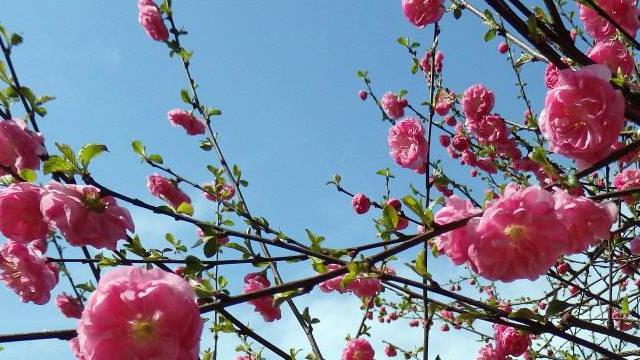 The difference between double elm-leaf plum and peach blossom