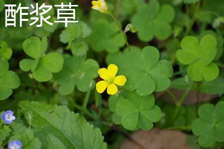 Oxalis