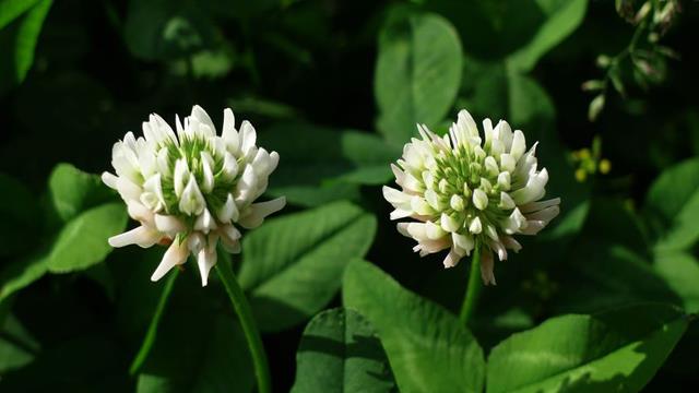 The difference between white clover and wood sorrel