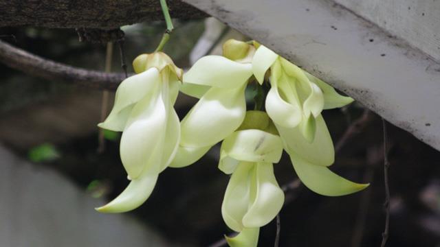 How to identify the thorn flower