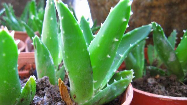 The difference between Aloe vera in the Everlasting City and Aloe vera in the Cape