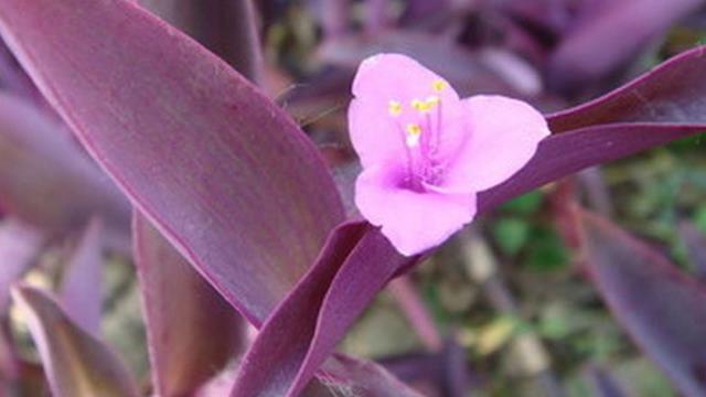 The difference between violet and purple bamboo plum