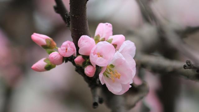 The difference between apricot blossoms and peach blossoms