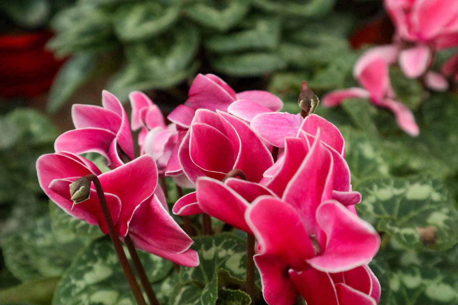 Cyclamen