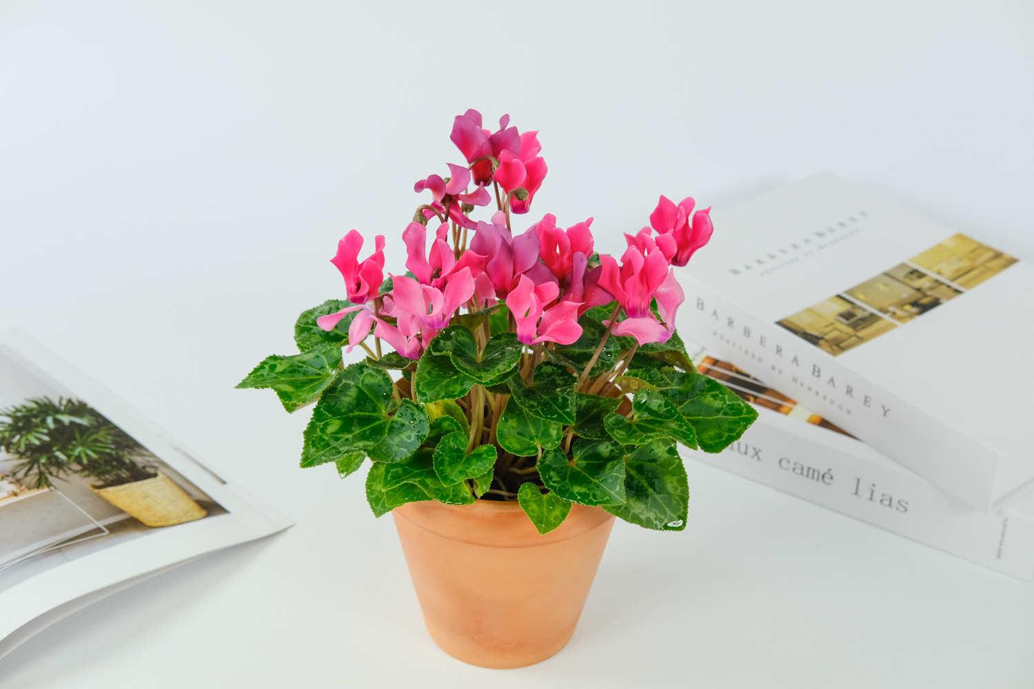 Cyclamen