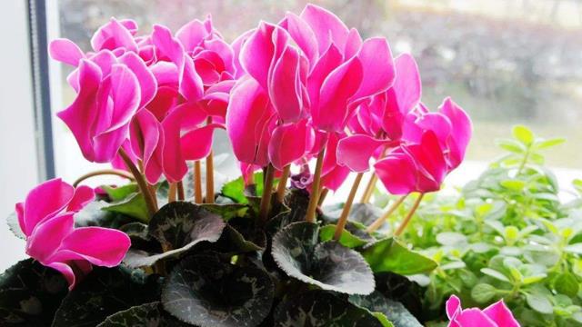 How to identify cyclamen