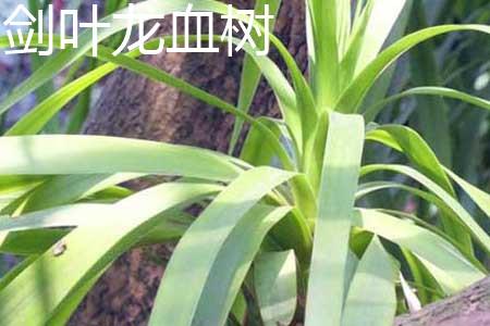 Dracaena with Sword Leaf