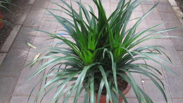 The difference between the narrow-leaf dracaena and the sword-leaf dracaena