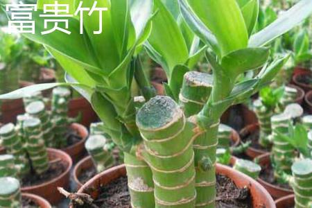 Lucky Bamboo