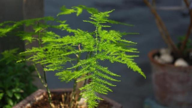 The difference between asparagus and lucky bamboo