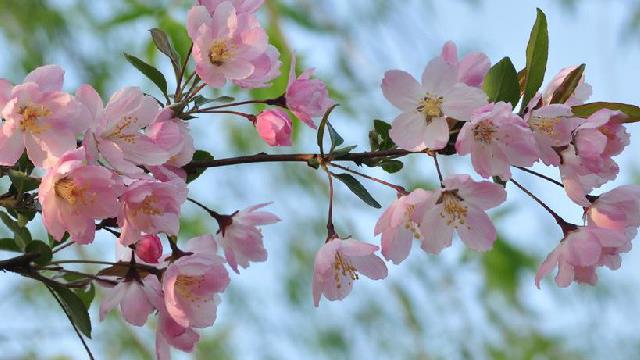 The difference between Begonia and cherry blossoms