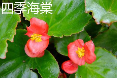 Four Seasons Begonia