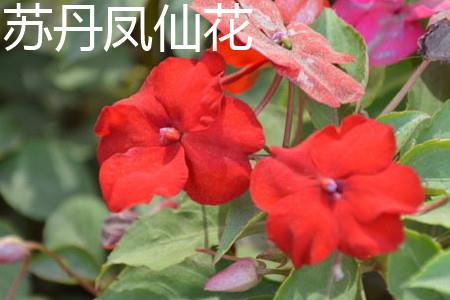 Sudanese Impatiens