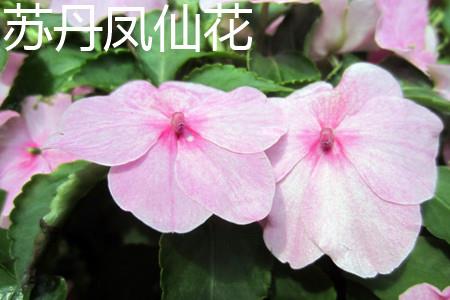 Sudanese Impatiens