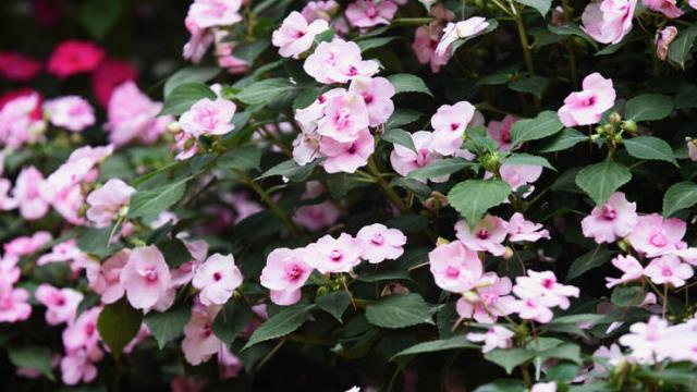 The difference between Sudanese impatiens and New Guinea impatiens