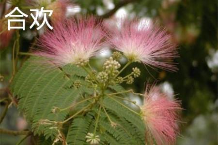 Albizia leaf.jpg