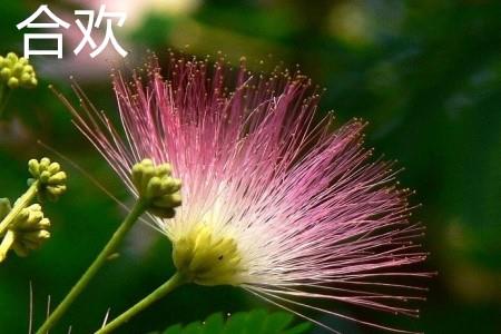 Albizia Julibrissin.jpg