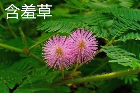 Mimosa flower.jpg