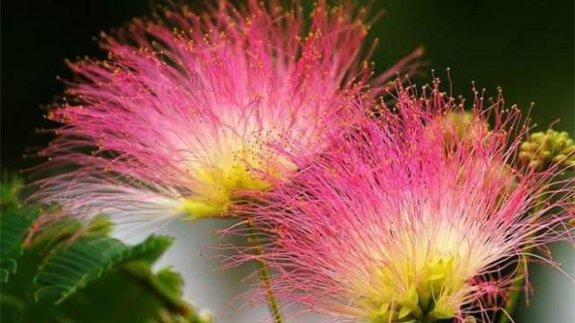 The difference between Albizia julibrissin and Mimosa pudica