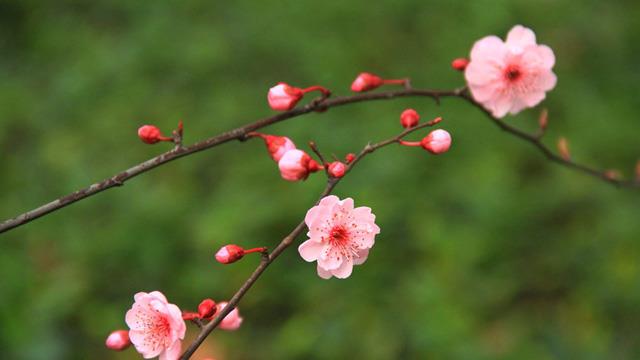 The difference between elm-leaf plum and beauty plum