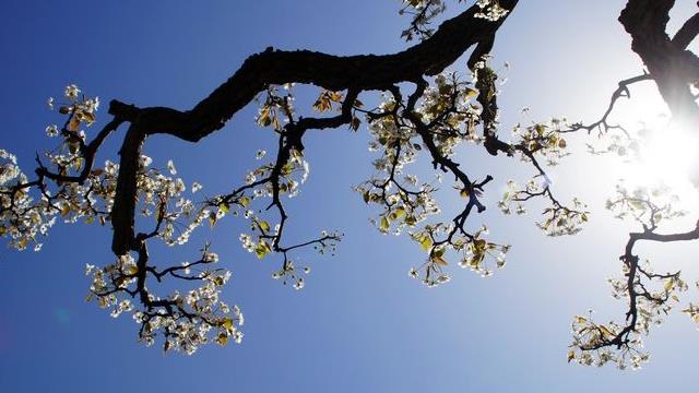 The difference between plum blossoms and pear blossoms