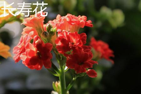 Longevity Flower