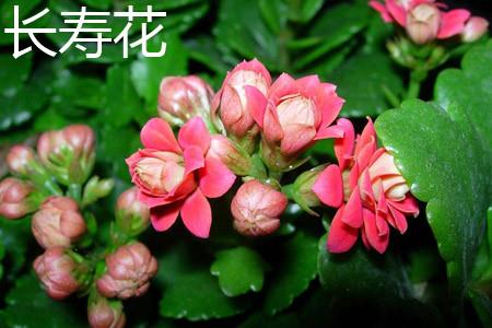 Longevity Flower