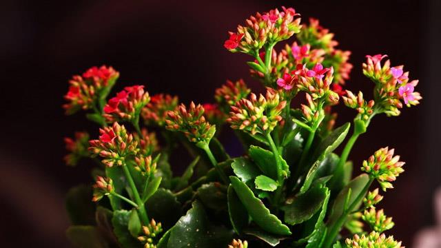 The Difference Between Kalanchoe and Kalanchoe