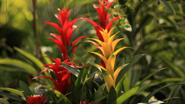 The difference between bromeliads and water tower flowers