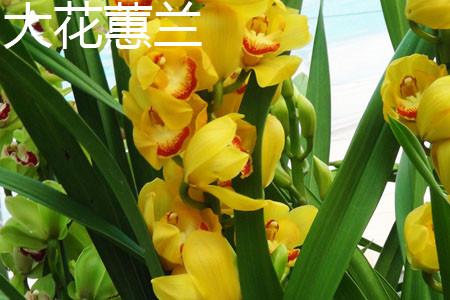 Cymbidium