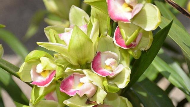 The difference between cymbidium and ink orchid