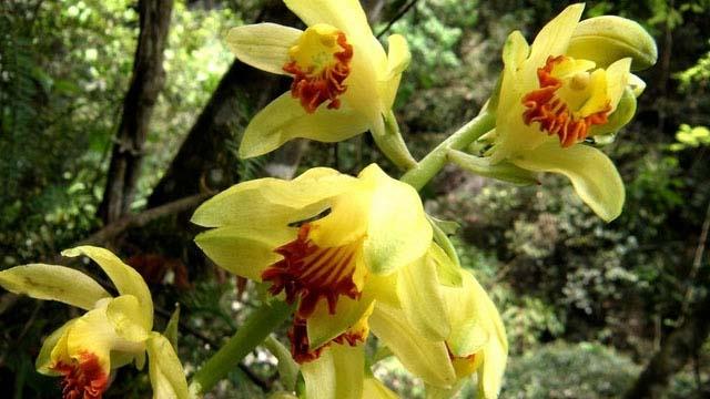 How to identify the yellow-flowered crane orchid