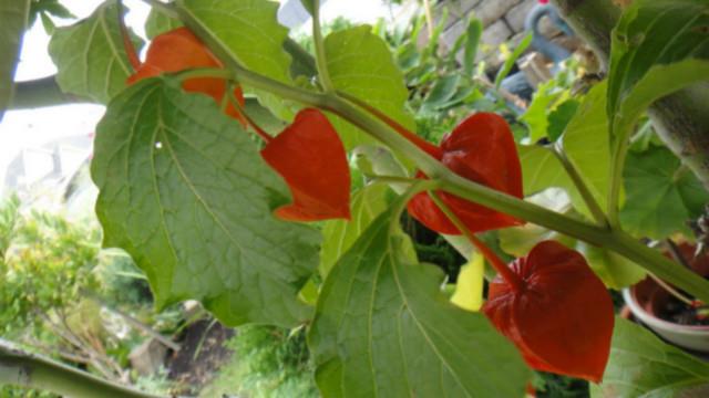 How to identify brocade lanterns