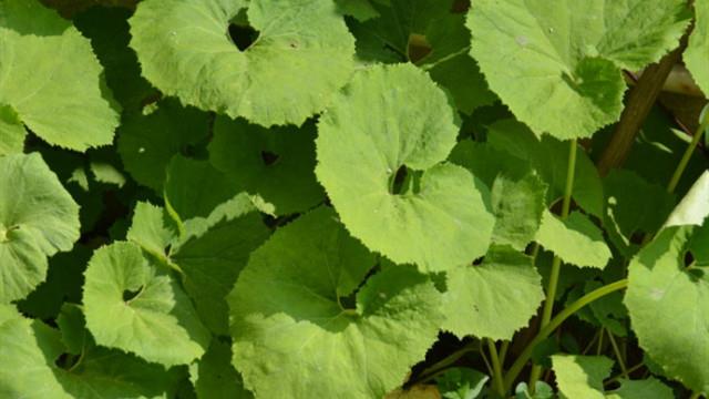 The difference between wasabi and butterbur