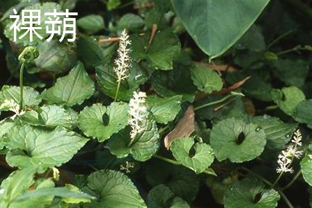 Naked Capsule Flower