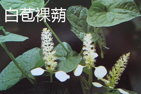 White Capsule