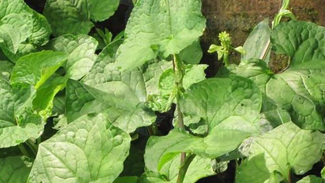 The difference between naked capsule and white-bracted capsule