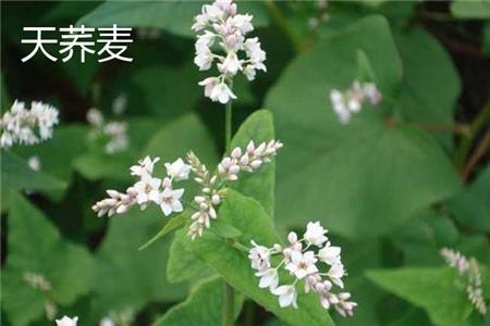 Tian Buckwheat Flower