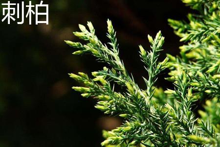 Juniper leaves