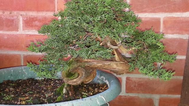 The difference between true cypress and juniper