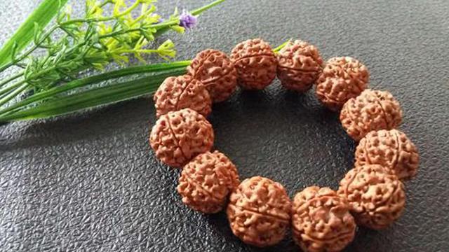 What is the seed of Rudraksha?