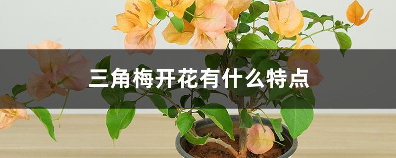 What are the characteristics of bougainvillea blooming