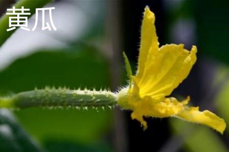 Cucumber Flower.jpg