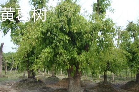 Yellow kudzu tree shape.jpg