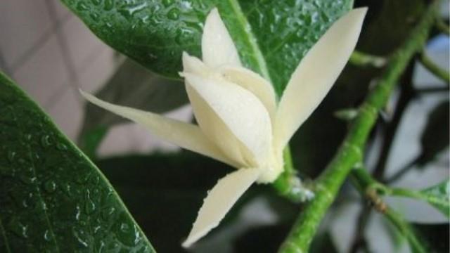 The difference between yellow kudzu tree and yellow horn orchid