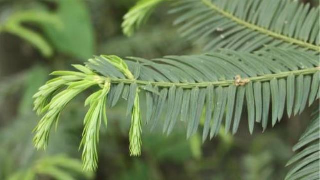 The difference between a torreya tree and a torreya tree